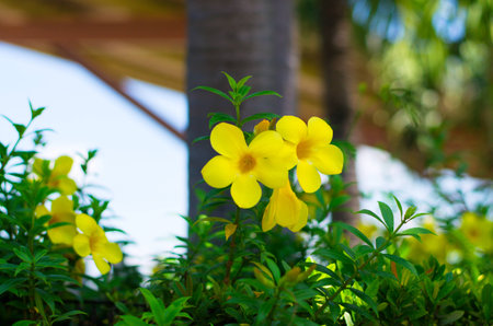 Flower in the garden for relaxing, a beautiful and refreshing.の写真素材