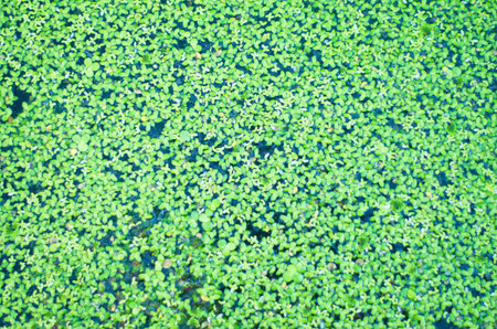 Water fern.