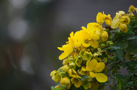 Flower. Garden flora in a beautiful park for relaxation.の写真素材