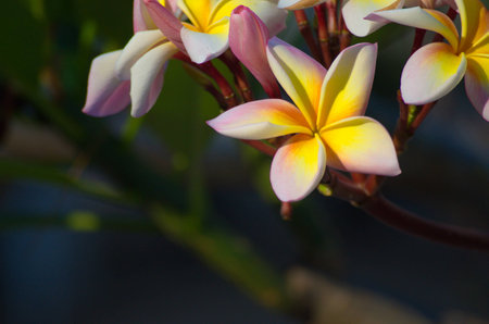 Flower. Garden flora in a beautiful park for relaxation.の写真素材