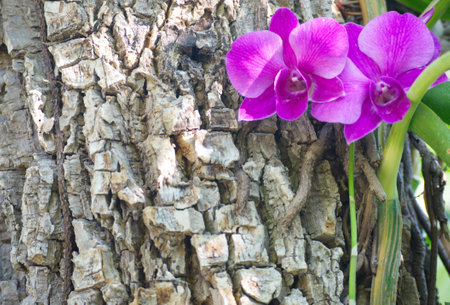 Flower. Garden flora in a beautiful park for relaxation.の写真素材