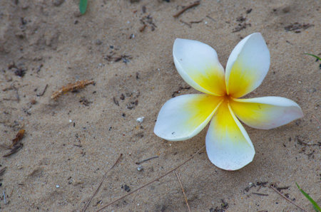 Flower. Garden flora in a beautiful park for relaxation.の写真素材