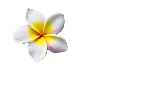 Flower on a white background. Isolated.の写真素材