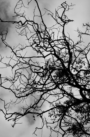 Black Leaves and Tree on Sky Background