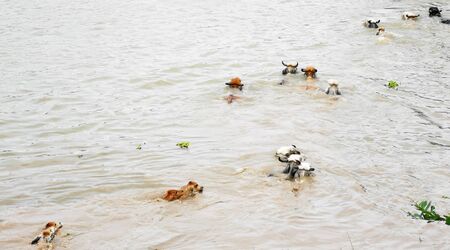 The Cows swim across the river. Mammal.の写真素材