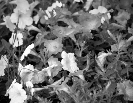 Flower garden at night. Black and White. Dark tone.の写真素材