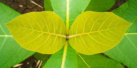 Variety of plants and green leaves background and texture.