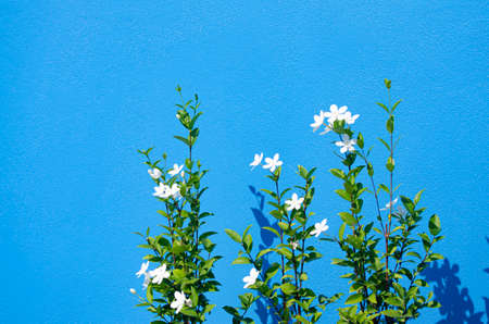 White flowers with concrete background in blue tones.の写真素材
