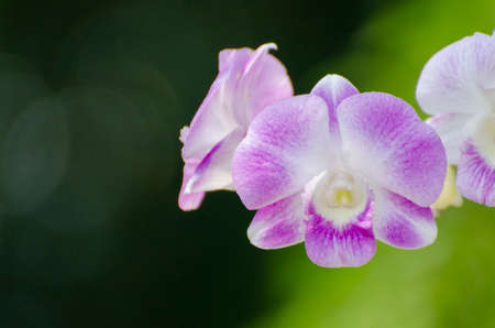 Beautiful purple Phalaenopsis orchid flowers in the garden.