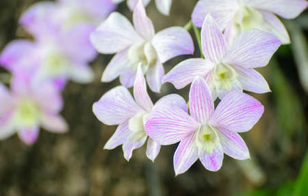 Beautiful purple Phalaenopsis orchid flowers in the garden.の写真素材