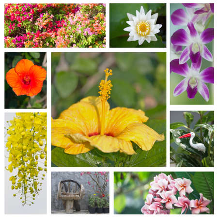 Set of colorful flowers collage. Outdoor and Park spring garden.