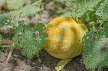 Thai cantaloupe or Yellow melon is a native fruit in Thailand. Planted in the garden around the house.の写真素材