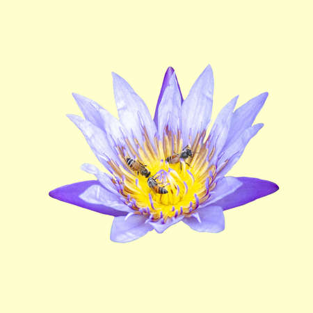 Purple waterlily flower isolated on a soft yellow background. Bees are sucking nectar from lotus.