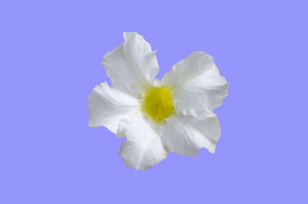 Beautiful White, Yellow Flower Isolated on Purple Background.の写真素材