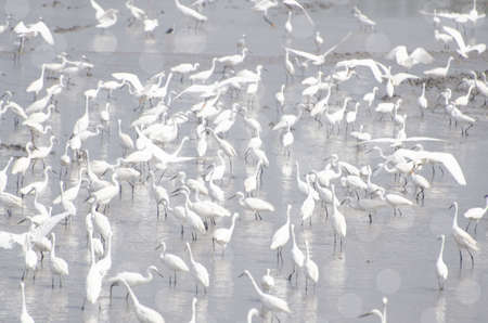 A flock of white egrets foraging in natural water sources.の写真素材