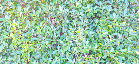 Fresh green hedge leaves nature background outdoor natural pattern