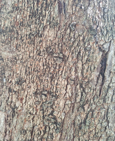 Closeup Rough Tree Bark Texture Natural Wood Surface Background Pattern
