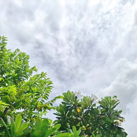 Green tropical trees rising against bright cloudy sky background sceneryの写真素材