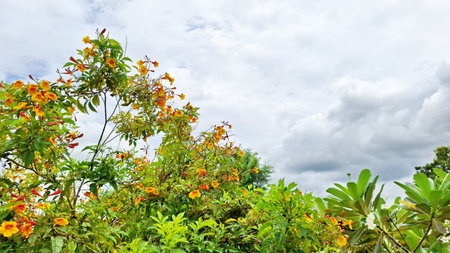 Vibrant Yellow and Orange Flowers Against a Cloudy Blue Skyの写真素材