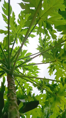Looking Up at the Lush Green Leaves of a Papaya Treeの写真素材