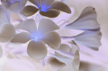 Artistic Flower with Soft Glow Effect for Elegant Background and Creative Floral Designの写真素材