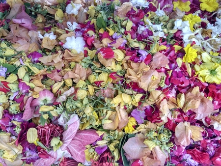 Colourful flowerの写真素材