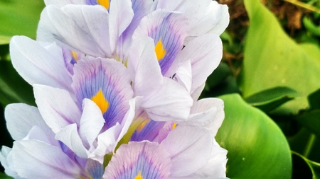 A magnificent flower view, purple, petal and green leaves