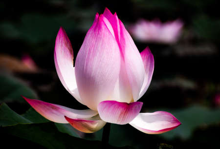 Lotus flowers bloom in the swampsの写真素材