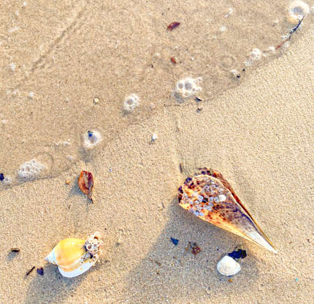 Wave on the beach,Shells  on the sandy beach,Summer beach background concept