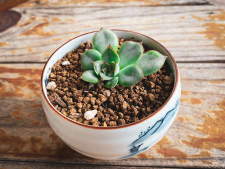 Young seedlings that grow in the spread.