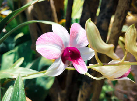 Orchid flowers in the outdoor garden