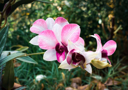 Japanese food served on a plate looks delicious.の写真素材