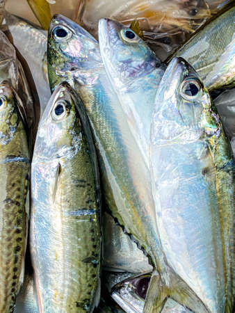 Fresh mackerel placed in a stall in the marketの写真素材