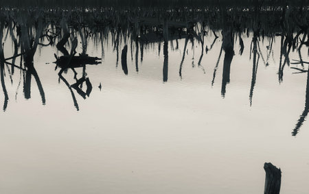 destroyed mangrove forest scenery, destroyed mangrove forest is an ecosystem that has been severely degraded or eliminated such to urbanization, and pollution. Help take care of thの写真素材