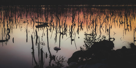Twilight mangrove forest scenery, Twilight Mangrove forest panorama in the evening , Beautiful...