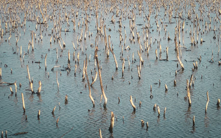 Mangrove forest degradation,deterioration mangrove forest is an ecosystem that has been severely...