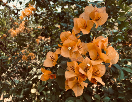 Orange bougainvillea, bougainvillea flower, orange bougainvillea, orange flower, It's a beautiful...