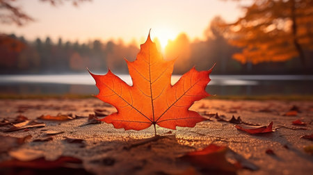 One vivid autumn colorful maple leaf in red and yellow colors. leaf color dry park close illustration forest autumn, natural season, outdoor garden leaf color dry park closeの素材