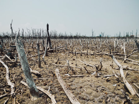 Destroyed mangrove forest scenery, Mangrove forest are destroyed and loss from the expansion of...