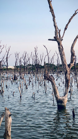 Destroyed mangrove forest scenery, Mangrove forests are destroyed and loss from the expansion of habitats. Expansion of habitats destruction the environment,mangrove forestsの写真素材