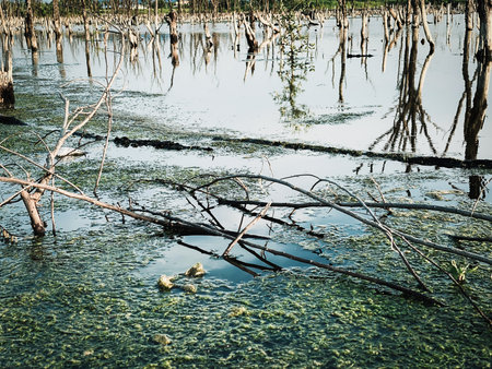 Destroyed mangrove forest scenery, Mangrove forests are destroyed and loss from the expansion of habitats. Expansion of habitats destruction the environment,mangrove forestsの写真素材