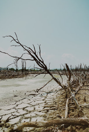 Destroyed mangrove forest scenery, Mangrove forests are destroyed and loss from the expansion of habitats. Expansion of habitats destruction the environment,mangrove forestsの写真素材