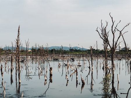 Destroyed mangrove forest scenery, Mangrove forests are destroyed and loss from the expansion of habitats. Expansion of habitats destruction the environment,mangrove forestsの写真素材