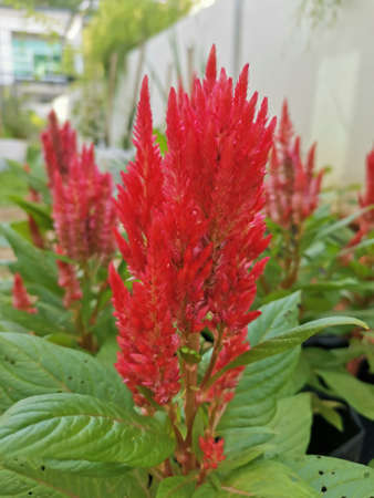 Cock's combのeditorial素材