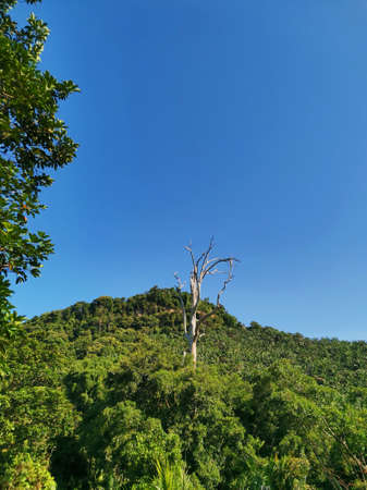 Trees on the hillside with clear blue sky in Thailand.の写真素材