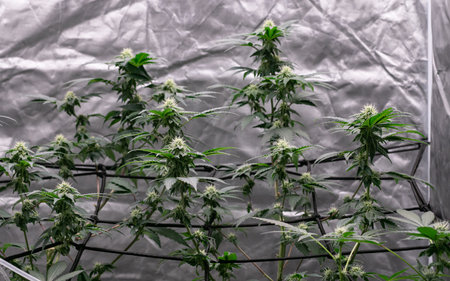 cannabis plant with white flowers, cannabis cultivation in the homeの写真素材
