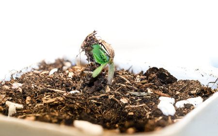 Green seedling in a pot on a white background close-up