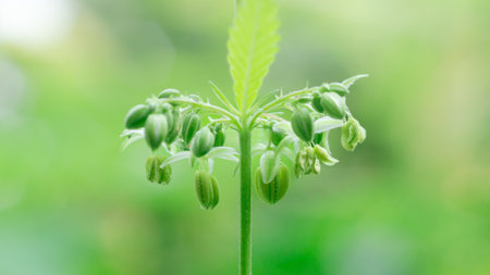 Close up of hemp seedling in the field. Macro shot.