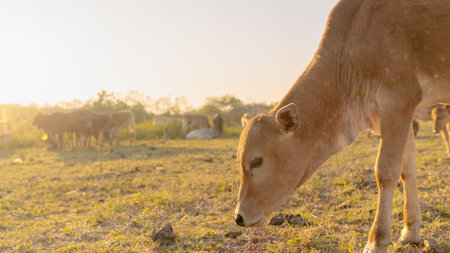 Cows grazing on the meadow at sunset in the morning.