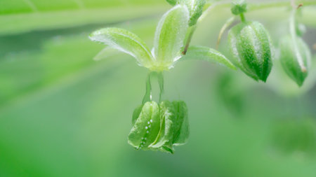 Close-up of small green leaves with water drops in the morning